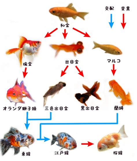 金魚入門品種 離散數學 雷欽龍
